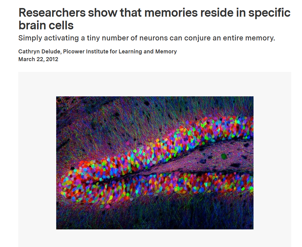 Brainbow microscopy image of neurons in the hippocampus showing multicolored neural connections.